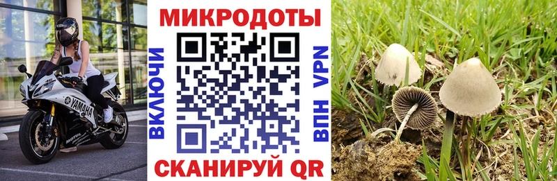 Псилоцибиновые грибы Psilocybe  Тихвин 